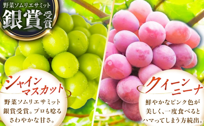 ぶどう 葡萄 果物 シャインマスカット クイーンニーナ 訳あり 食べ比べ 2種