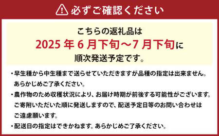 【ご家庭用】 岡山白桃 4~5玉 計約1.2kg 【2025年6月下旬～7月下旬発送予定】 ／ 白桃 桃 もも モモ