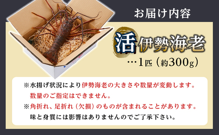 活 伊勢海老 1匹（約300ｇ）南紀黒潮イセエビ 年末年始 お正月 お届け可【着日指定必須】｜期間限定 漁師直送 海鮮 とれたて 人気