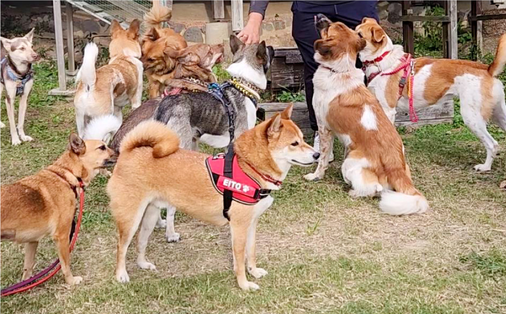 【11月上旬〜1月上旬発送】長崎県産 訳あり 早生みかん10kg (ご自宅用) ／ 果物 フルーツ 柑橘 蜜柑 ミカン 温州みかん 早生 訳アリ ワケアリ わけあり 理由あり 国産 大将農園 長崎県 