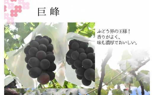 【2026年発送★先行予約】巨峰2.0㎏相当 157-030-26y