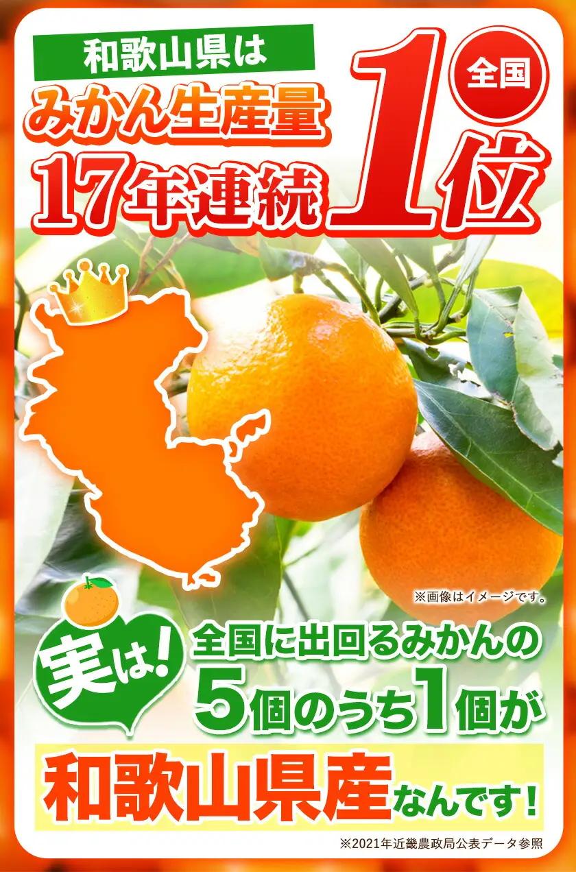 みかん 和歌山みかん 約10kg