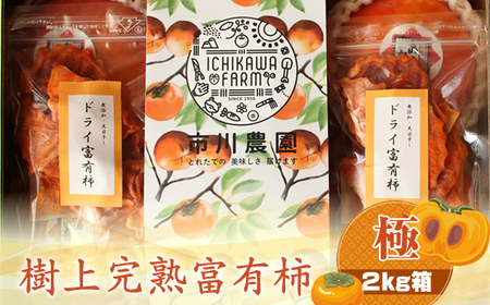 【先行予約】 生柿 ドライ柿 セット 〈出荷時期：2026年11月15日～2026年12月10日出荷終了〉