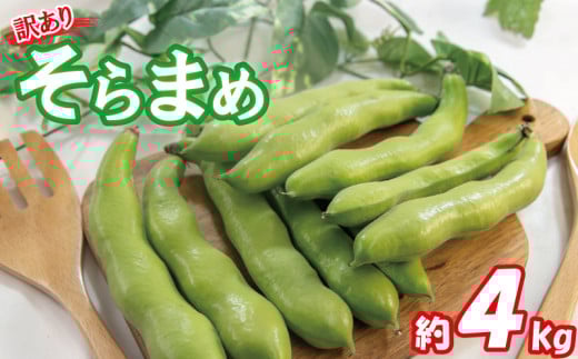 【期間限定】 訳あり そら豆 約4kg | 訳あり 野菜 ソラマメ そらまめ 旬の野菜 スープ 煮物 愛媛県 松山市