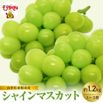 ふるさと納税 東根市 【2026年産】東根市産 シャインマスカット 約1.2kg (1〜3房) hi074-013