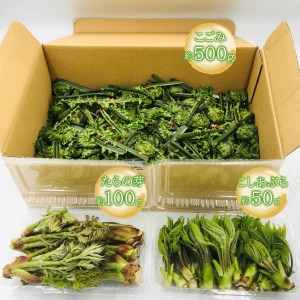 【2024年4月～5月発送分先行受付】天ぷらでおいしい！山形の山菜3種約650g（たらの芽100g、こしあぶら50g、こごみ500g）_H048(R6)