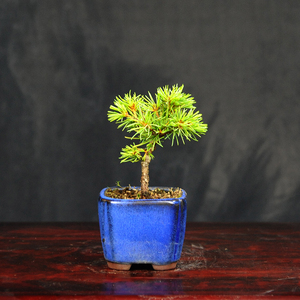 赤石の泉 赤石 五葉松（鉢植え） F-129【現品限り】【配送地限定】