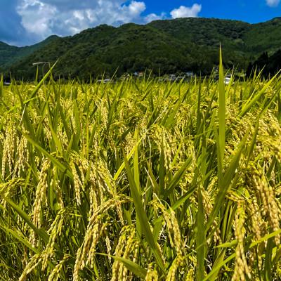 ふるさと納税 丹波篠山市 丹波篠山産特別栽培米コシヒカリ5kg×4 |  | 03