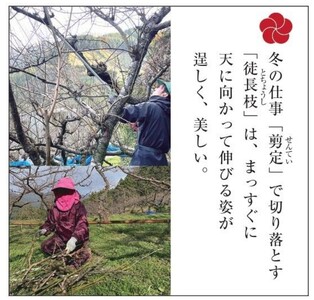 梅の里から正月飾り「門梅Ⓡ」【12月25日から順次発送いたします】 / インテリア 門松　お正月 人気 おすすめ  【azky005】