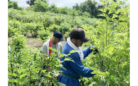 定期便/12ヶ月 更木桑茶 茶葉セット（100g×３）お茶 健康茶 きたかみ さらき 国産 カフェインフリー カフェインゼロ 桑の葉 まろやかな甘み 豊富な栄養 抗酸化作用 岩手県 北上市 更木ふるさ