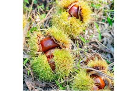 【大阪能勢特産】 栗ジャム 4個セット