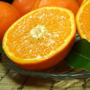 セミノールオレンジ[約2.8kg]和歌山県有田産 春みかん(果実サイズおまかせ)【1489915】