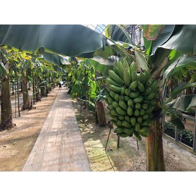 ふるさと納税 南足柄市 南足柄産バナナ(栽培期間中農薬不使用) 5本セット※数に限りがございます |  | 01