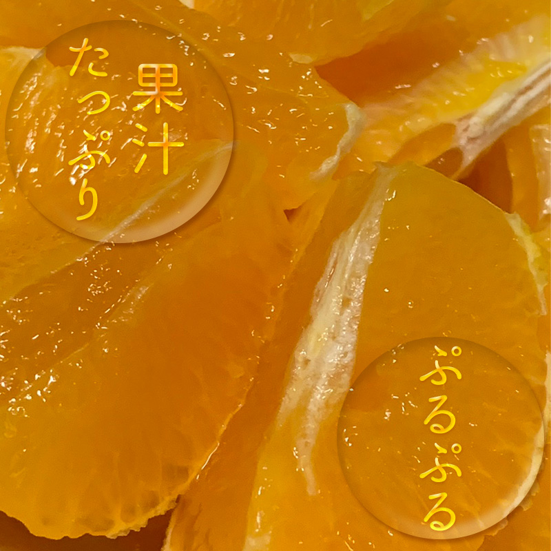 【先行予約】 【11月中旬～発送】  愛果28号 化粧箱 8玉 から 12玉（ 高級 みかん 愛媛 まどんな 柑橘 果物 くだもの フルーツ おすすめ 人気 お取り寄せ グルメ ギフト 期間 数量 限