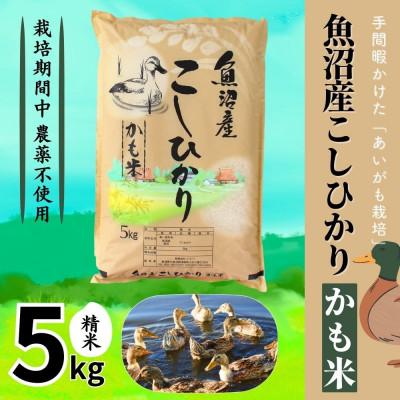 ふるさと納税 十日町市 【令和7年産】魚沼産コシヒカリかも米(精米)5kg