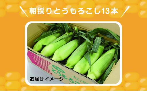 【35】朝採りとうもろこし13本