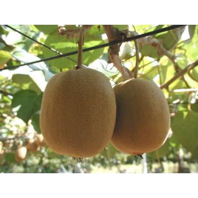 ふるさと納税 東かがわ市 さぬきゴールドキウイ　約1.3kg化粧箱入り |  | 02