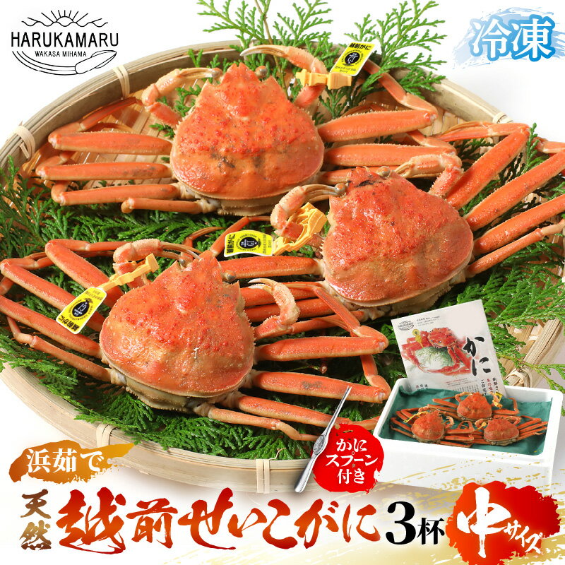 【ふるさと納税】≪浜茹で≫ 天然！越前 せいこがに 中サイズ × 3杯 (生の状態で1杯150g以上) かにスプーン付き【冷凍】はるか丸の船長が厳選！ 【冷凍 セイコガニ セコガニ 福井 越前がに 本場の味 蟹 ずわいがに ズワイガニ 雌 メス】
