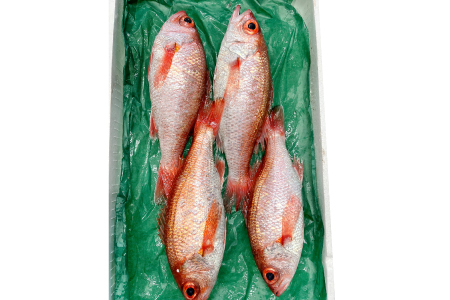 大サイズ！極上のどぐろ（水揚げ次第発送）【のどぐろ あかむつ ノドグロ 2尾 魚 さかな 旬 国産 高級魚 地魚 水揚げ直後 新鮮 冷蔵 ノンフローズン お取り寄せ 季節限定 大田市】