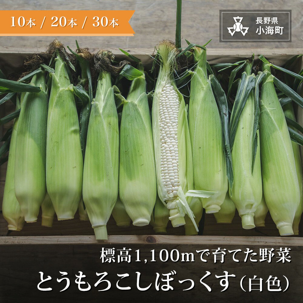 【ふるさと納税】あとくら農園 トウモロコシぼっくす（白色）| 野菜 新鮮 旬 トウモロコシ 10本 20本 30本【 2026年発送 先行予約 】