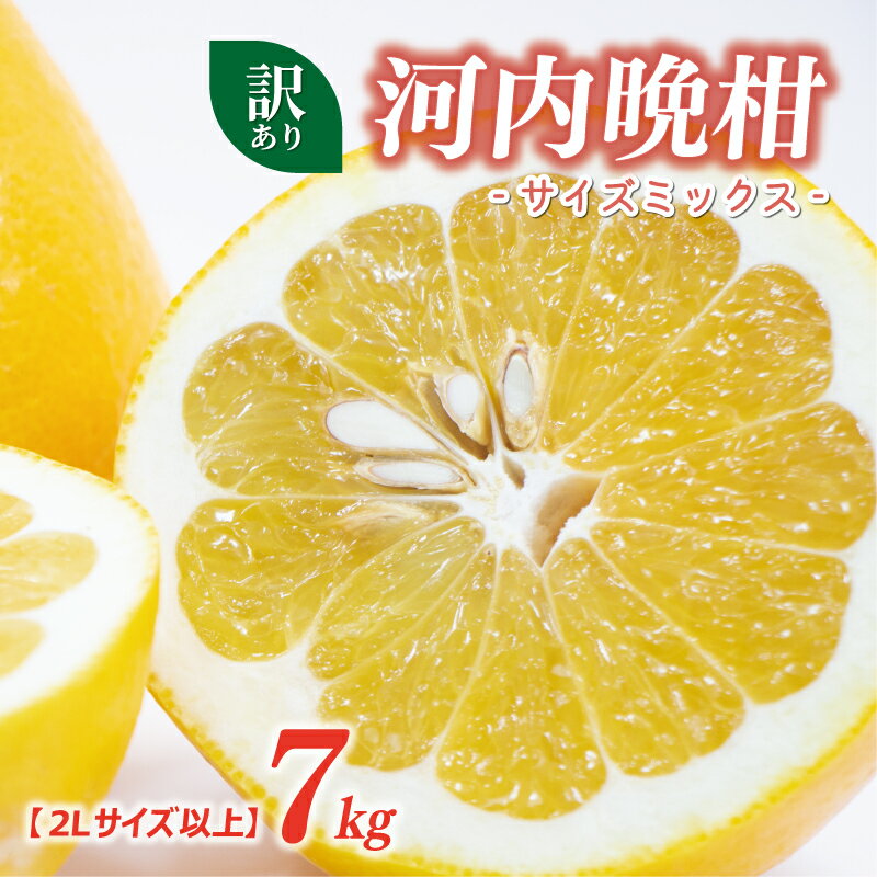 【ふるさと納税】 訳あり 河内晩柑 2L サイズ 以上 7kg サイズミックス 7000円 みかん かわちばんかん ミカン mikan わけあり 愛南ゴールド 家庭用 美生柑 文旦 派生 国産 期間限定 数量限定 特産品 人気 限定 甘い おいしい 果物 柑橘 蜜柑 規格外 大樹農園 愛南町 愛媛県