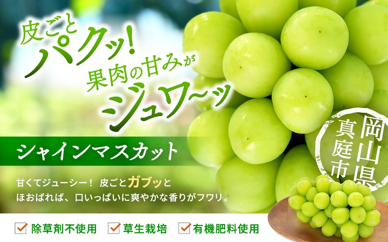【2026年先行予約】 シャインマスカット&ニューピオーネ 1kg～1.5kg（2房） 2026年9月中旬～ 受付順に発送予定 贈答用にも 花笑み農園厳選 岡山 真庭 ピオーネ 詰め合わせ 高級 贈答