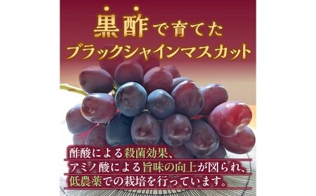 【訳あり】かねひろの黒酢ブラックシャインマスカット 富士の輝き 約700g × 2房 （合計：約1.4kg） 【2026年9月上旬～9月下旬発送予定】 シャインマスカット ぶどう ブドウ ブラック 葡