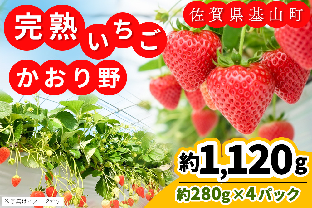 【先行受付 2026年1月より発送】【農場直送！】かおり野(約280g×4P)【ふるさと納税 基山町産 いちご イチゴ 朝採れ 完熟果】K100004