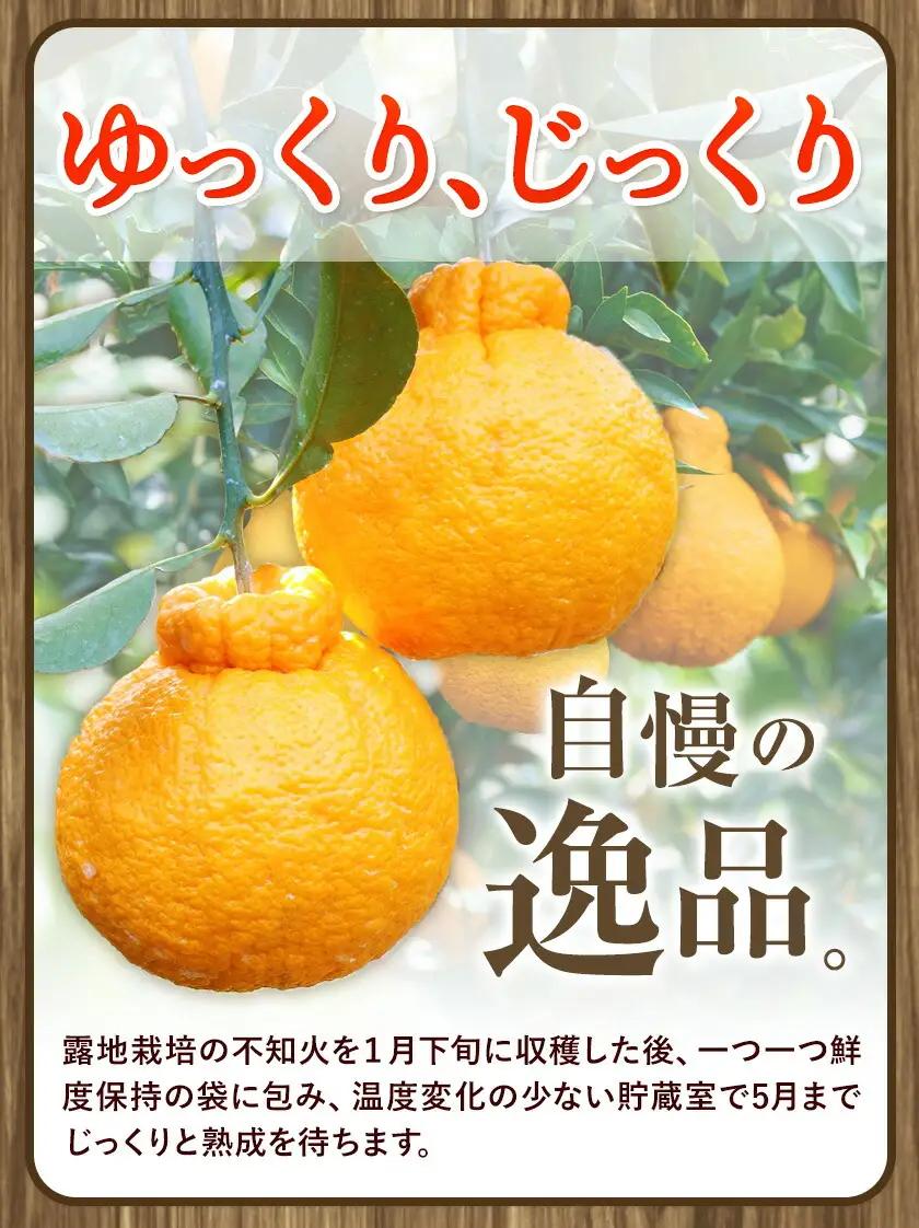 長期熟成 しらぬい 約3kg (9-18個) 不知火