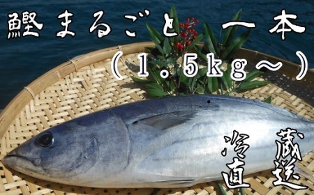 本場高知のカツオ まるごと１本（1.5kg～）※着日指定不可※【R00832】