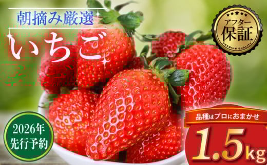 【2026年2月より発送】 【先行予約】品種おまかせいちご 1500g  1.5kg  新鮮 産地直送 朝摘み 厳選 アフター 保証 付きいちご 苺 フルーツ 果物 くだもの 品種おまかせ おまかせ とちおとめ やよいひめ おいCベリー かおり野  スターナイト お菓子 デザート スイーツ 千葉県 旭市 滑川いちご園 nmi003