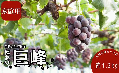 【2026年発送 先行予約】 家庭用 種あり巨峰1.2kg (4~6房) 果物類 ぶどう マスカット フルーツ