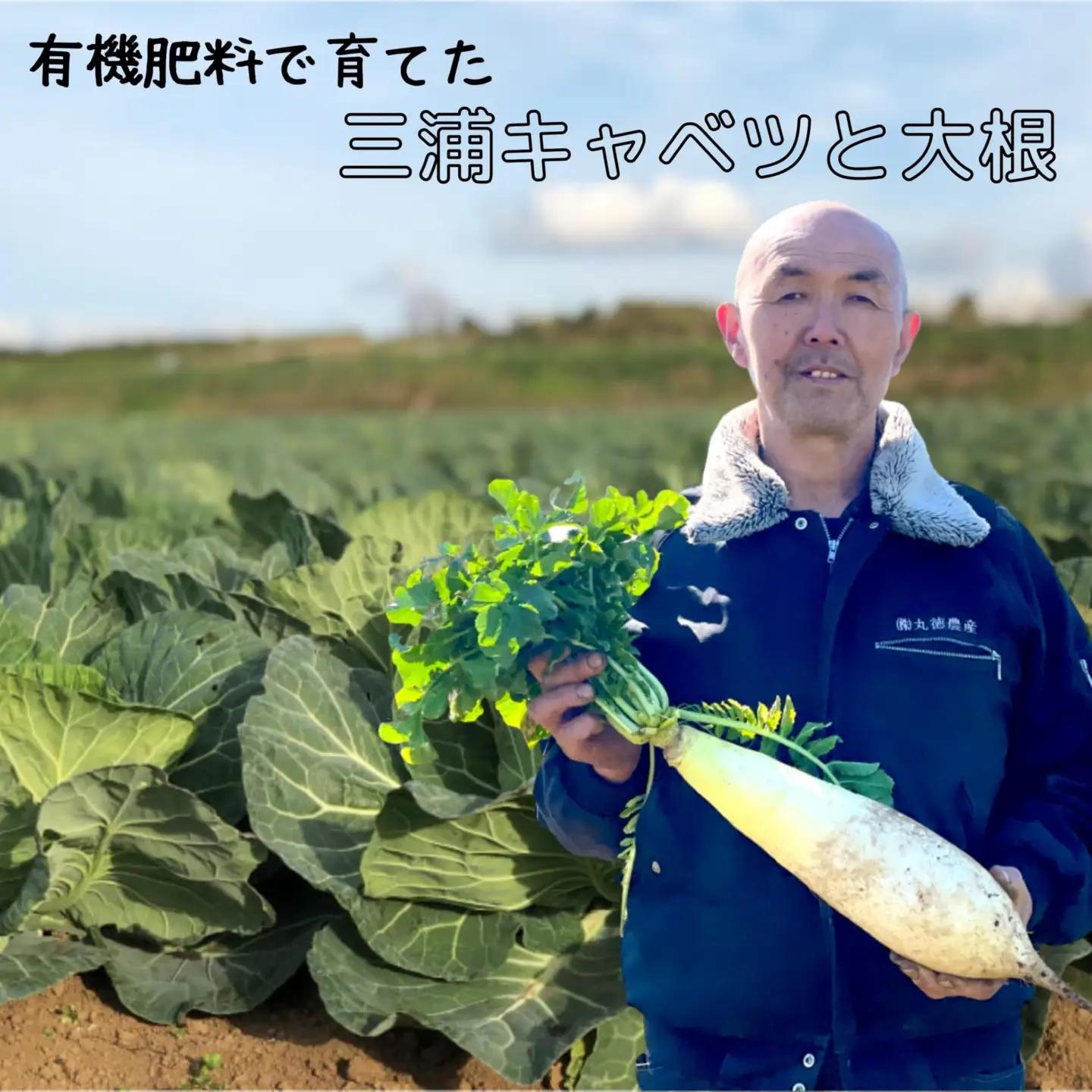 有機肥料 で 育てた キャベツ と 大根 セット M002-003 野菜 三浦野菜