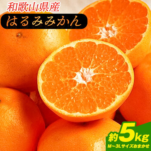 【ふるさと納税】◆先行予約◆みかん 【濃厚　秀品】和歌山産はるみ 約5kg (M〜3Lサイズおまかせ) 紀の川市厳選館《2026年2月中旬-4月中旬頃出荷》 和歌山県 紀の川市 フルーツ 果物 送料無料 紀の川市産