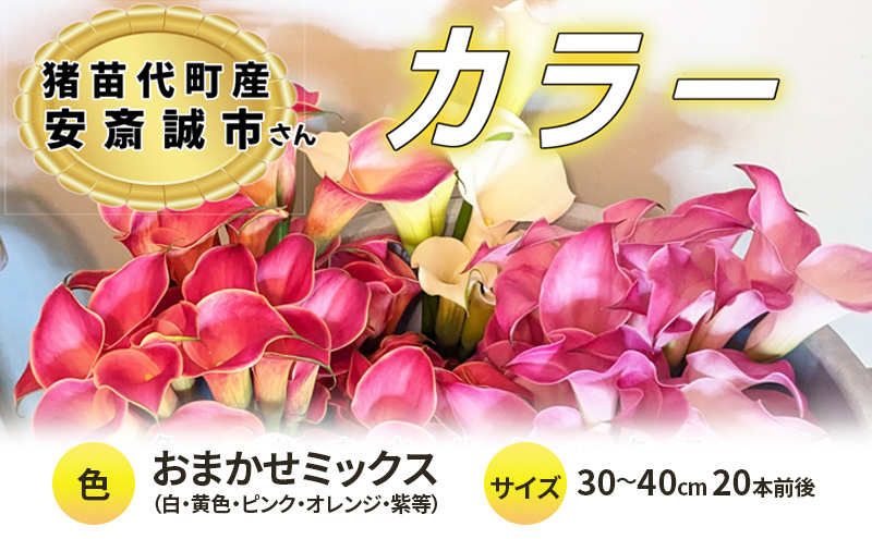 
            【2025年先行予約】【数量限定】花 カラー ( 生花 ) 30～40cm おまかせミックス 20本前後 生産者：安斎誠市 猪苗代産 プレゼント 贈り物 ギフト ※2025年9月上旬より順次発送予定 ※沖縄・離島への配送不可
          