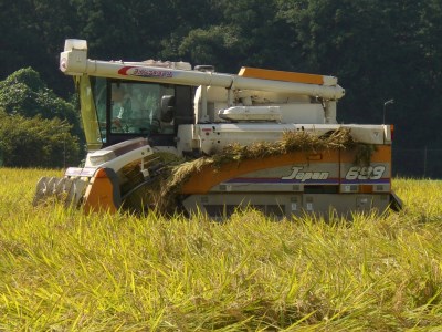 【令和5年産】古河市産 コシヒカリ15kg【小久保農園】_AS03◇