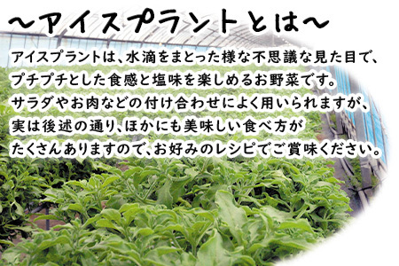 『先行予約』【12月上旬より順次発送】冬穫れハウスモロヘイヤ(100g×5袋)とアイスプラント(70g×5P)セット 2箱 ネバネバ 高栄養価 プチプチ新体験 定番おひたし 和洋中の各種スープ お肉・