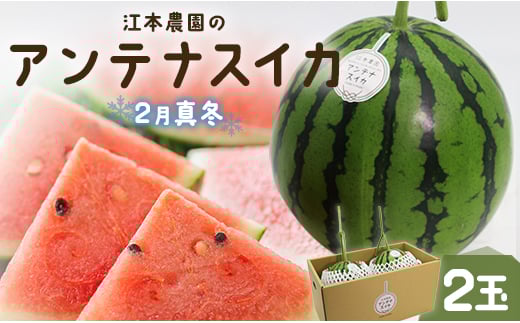 
            スイカ 2025 期間限定 江本農園の2月真冬アンテナスイカ2玉 - フルーツ 果物 くだもの すいか 西瓜 数量限定 季節限定 おやつ em-0021
          