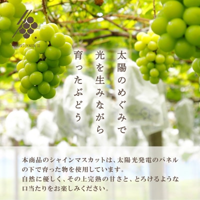 【2026年発送】 シャインマスカット 1房(約500g～600g) 【訳あり】【配送不可地域：離島・沖縄県】