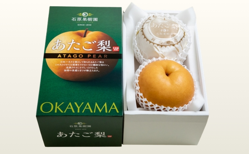 梨 あたご梨 先行予約 約1.1kg玉2玉 化粧贈答箱 赤秀 岡山県産 | あたご梨 愛宕梨 梨 特選品 上級品 贈り物 御歳暮 果物 くだもの フルーツ 和梨 石原果樹園【ishk008-01】