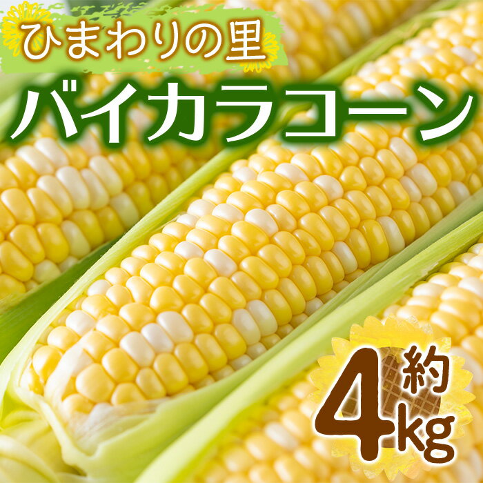 【ふるさと納税】＜先行予約！2026年6月上旬以降順次発送予定＞バイカラコーン (約4kg) トウモロコシ とうもろこし とうきび コーン 夏 夏野菜 野菜 産地直送 新鮮 香川 香川県 特産 果物 ベジタブル 旬 人気 お取り寄せ 【man070】【Aglio nero】