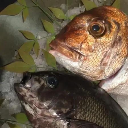 天然地魚の食べ比べ 鍋セット【配送不可地域：離島】【1185954】
