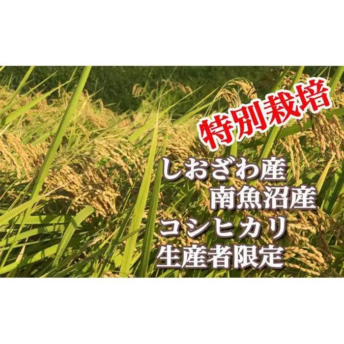 【令和7年産】特別栽培 生産者限定 南魚沼しおざわ産コシヒカリ20Kg【銘柄米 ブランド米 精米 こしひかり コシヒカリ 魚沼産 新潟米 産地直送 お米 米 こめ コメ ご飯 御飯 ごはん】