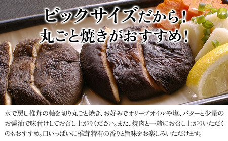 乾燥椎茸 ステーキ用 原木椎茸 80g～120g | きのこ しいたけ 原木栽培 乾しいたけ 干し椎茸 乾燥しいたけ 大分県産 九州産 国産 大分県 中津市