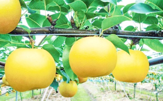 
                  【期間限定】鳥取県産 新甘泉 “赤秀” 5kg（10〜14玉/5L～3Lサイズ）
                