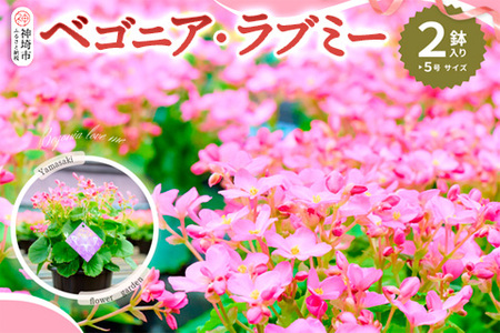 【先行受付9月より発送 数量･期間限定】鉢花 ベゴニア・ラブミー 5号鉢×2鉢【鉢花 ふるさと納税 敬老の日ギフト ベゴニア】(H069115)