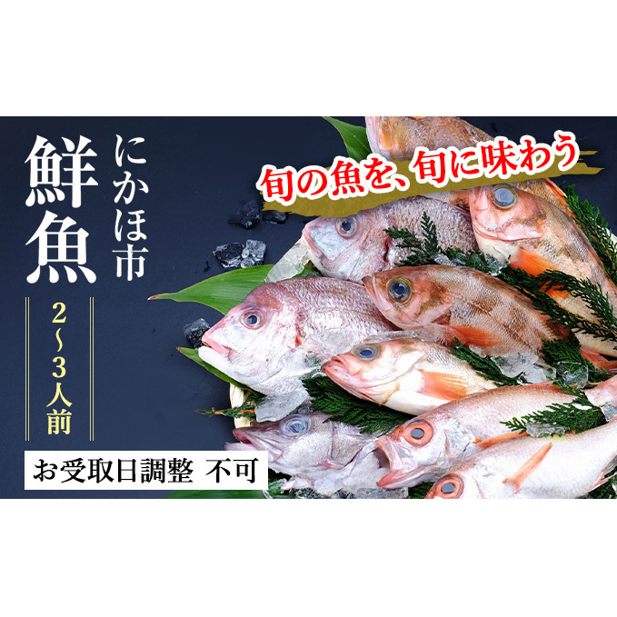 鮮魚 下処理済み 日本海の鮮魚 2～3人前(5～8種類) セット 魚 パック 詰め合わせ 海鮮セット 鮮魚ボックス 海鮮 海産物 海の幸 魚介 魚介類 刺身 切り身 ひらめ 鯛 甘エビ 鯵 あんこう 