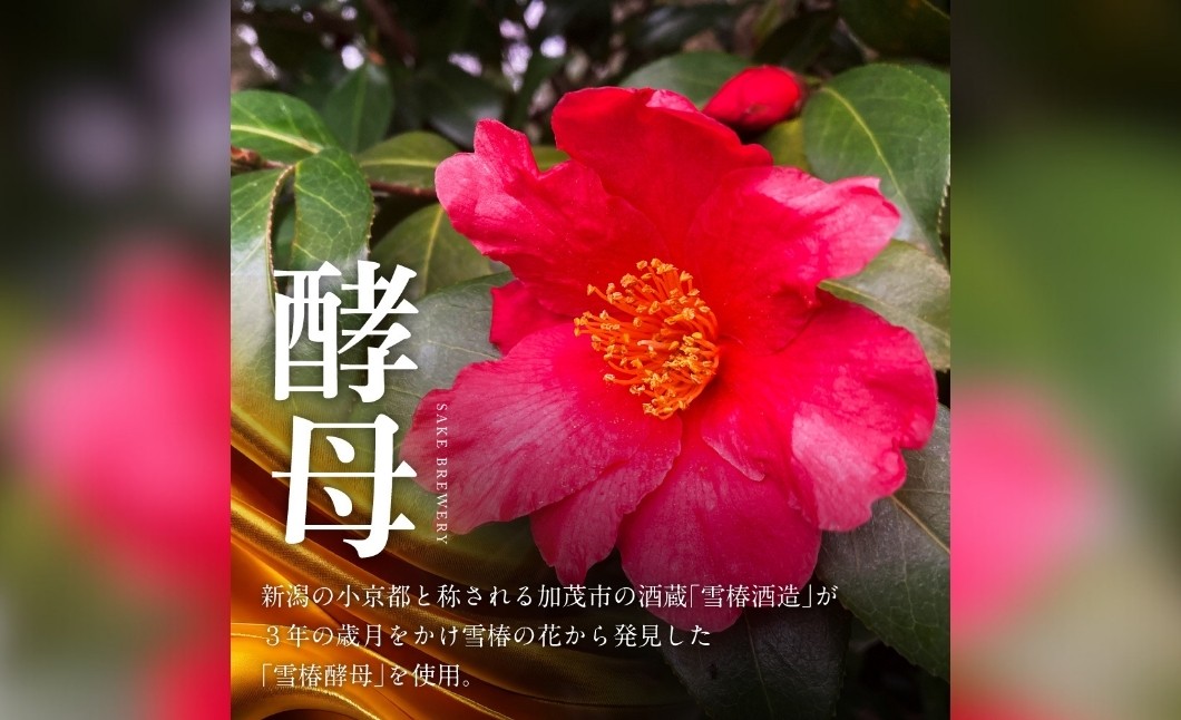 新潟県津南町産最上級米「雪椿」を40％精米し、繊細で純粋な味わいに