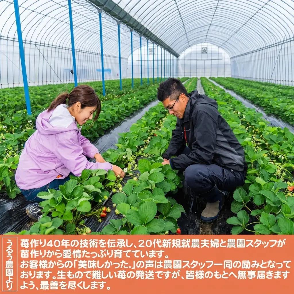 いちご 2027年2月下旬より発送 特選あまおう 400g いちご