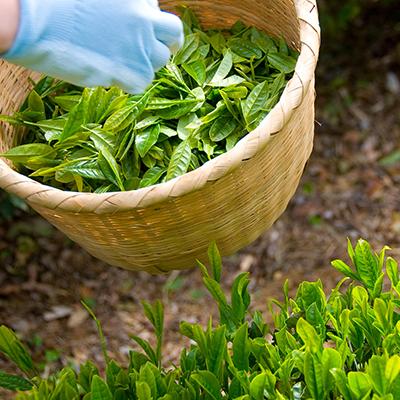ふるさと納税 掛川市 手摘み 深蒸し掛川茶 天心 100g×3缶セット 箱入包装 |  | 02